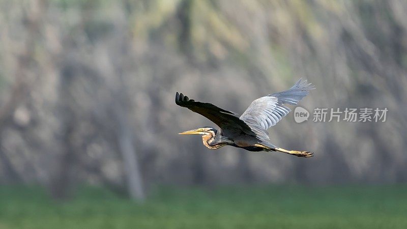 紫鹭(Ardea purpurea)